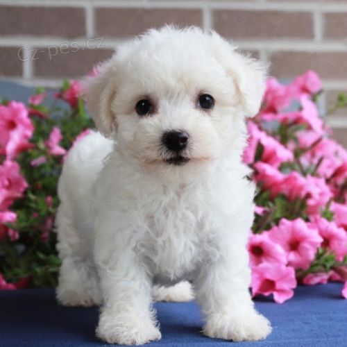 �t��ata Bi�onka