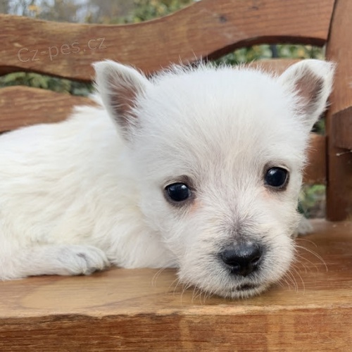 Prod�m kr�sn� a and�lsk� �t���tka West Highland White Terriers