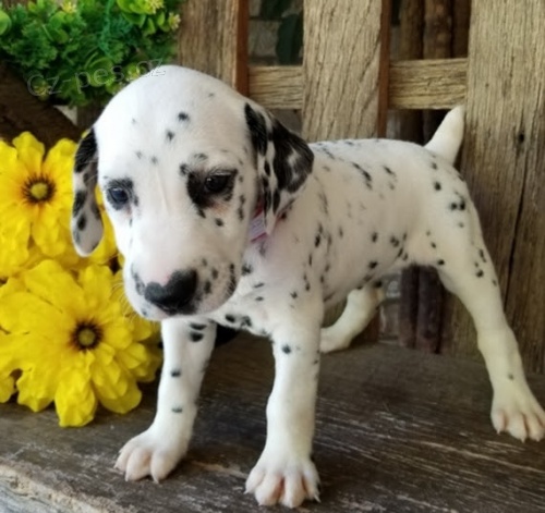 Prod�m �t��ata dalmatin�.