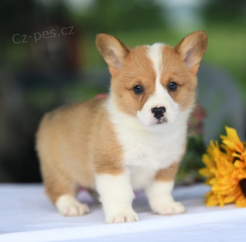 Prod�m kr�sn� �t��ata Welsh Corgi Pembroke.
