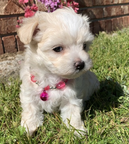 O�KOV�N� miniaturn�ch malt�zsk�ch �t���tek na prodej.