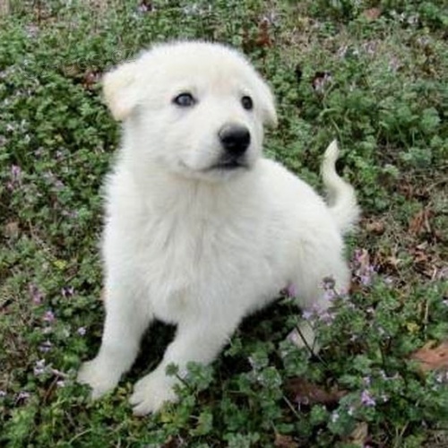 Prod�m �t��ata b�l�ho n�meck�ho ov��ka