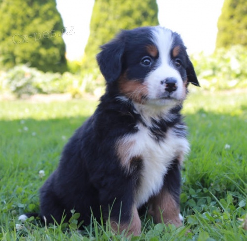 �t��ata bernsk�ho sala�nick�ho psa