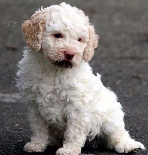 tata Lagotto Romagnolo pro dobr domov