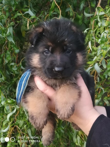 N�meck� ov��k �t��ata s PP