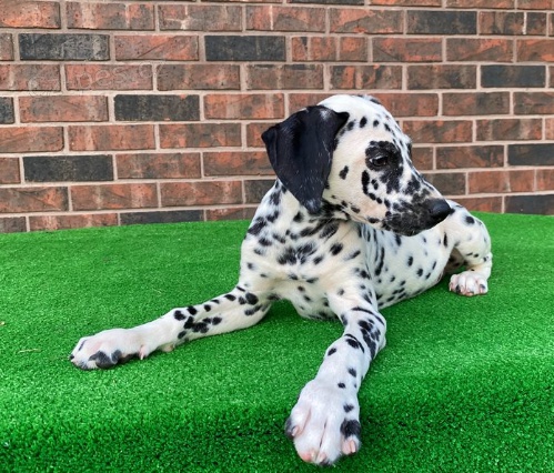 �t��ata dalmatin� pro nov� rodiny.