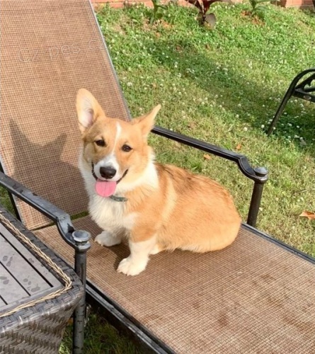 N�dhern� �t���tka corgi p�ipravena vyrazit!