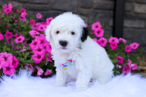 MINI SHEEPADOODLE TATA na prodej.