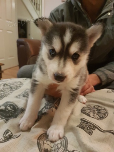 Rozko�n� sibi�sk� husky