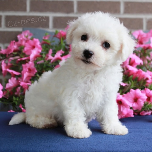 Bichon frize �t��ata na prodej.