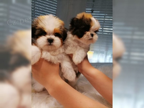 �t��ata Shih-Tzu