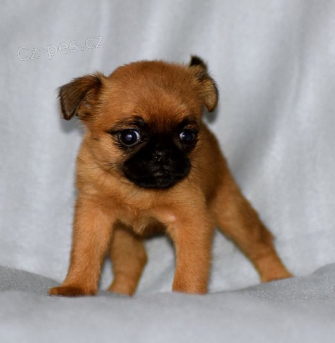 �t��ata brabantika p�ipraven� do nov�ch domov�.