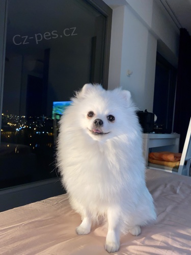 Kr�sn� pejsek hled� nev�stu