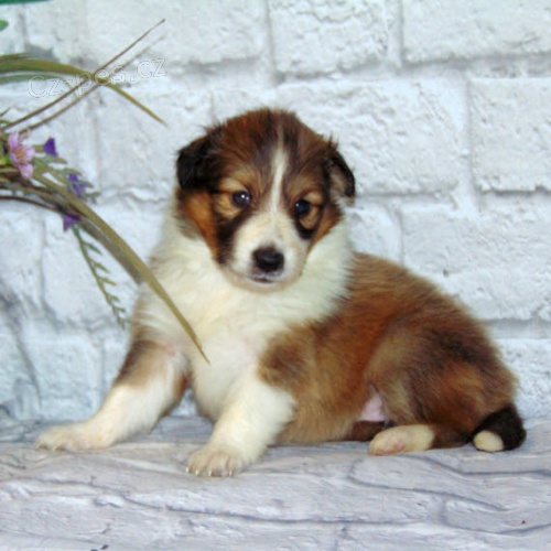 Prod�m zdrav� a hygienicky vy�kolen� �t��ata Shetlandsk�ho ov��ka.