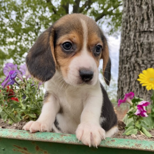 t��barevn� �t��ata beagle k dispozici a p�ipraven� k prodeji.