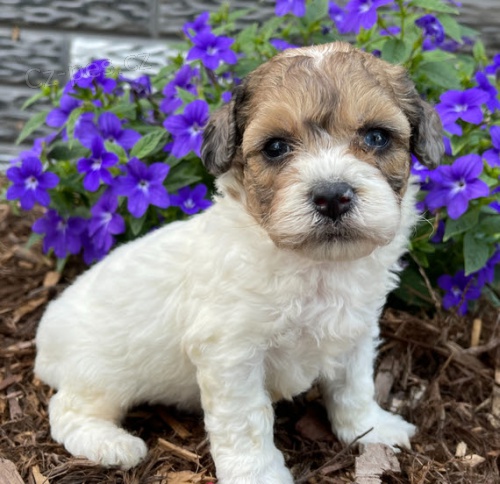 Prod�m kr�sn� a and�lsk� �t��ata bichon poo