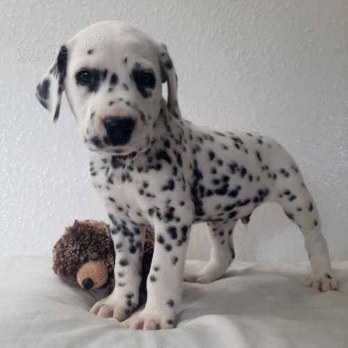 Prod�m kr�sn� dalmatinsk� �t���tka