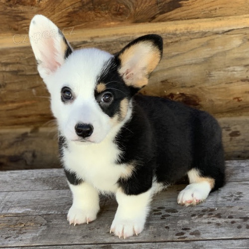 Prodej �t��at Pembroke Welsh Corgi �t��ata.
