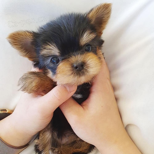 prodej �t��at mini yorkie (YT).