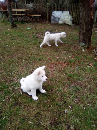 �t��ata akita americka   jsou v�m k dispozicii.