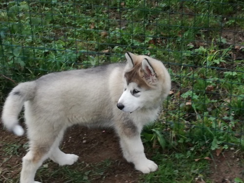 Alja�sk� d�ti Malamute jsou k dispozici co nejd��ve