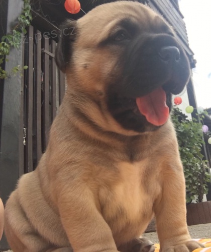 �t��ata jsou  dispozici Bullmastiff pro dobr� p�ijet�