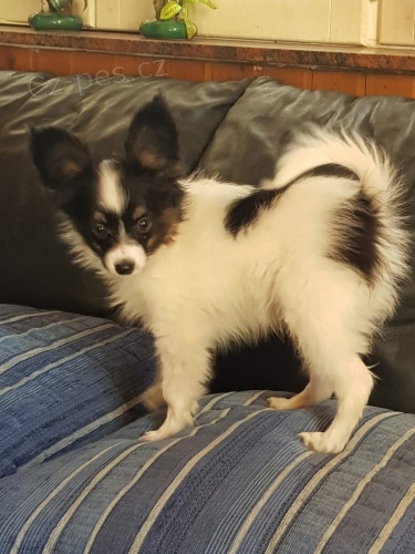 mini papillon �t��ata k adopci
