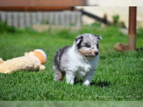 (Sheltie) dispozici jsou �t��ata shetlandsk�ch ov��k� (Sheltie)