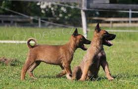 tata inteligentnho belgickho ovka malinois  k adopci