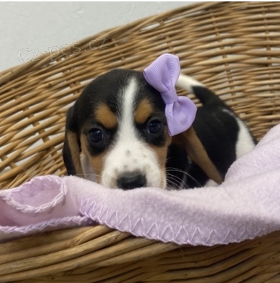 Krsn ttka Beagle k adopci.