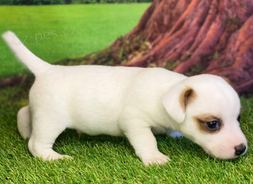 prodej mini jack russell �t��at.