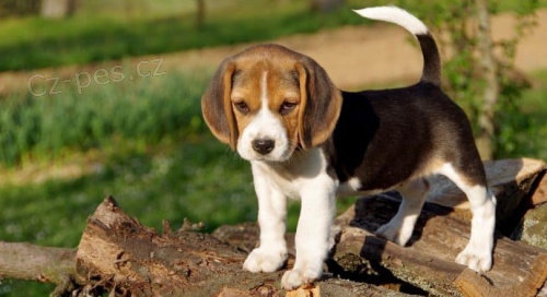 Prod�m �t��ata MINI beagle.