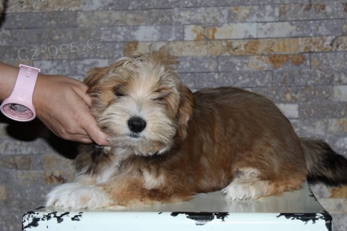 Havansk� bi�onek �t�n�