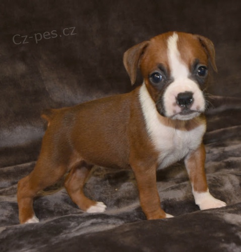 Prod�m kr�sn� a rozko�n� �t���tka n�meck�ho Boxera.