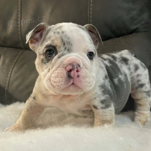 Prod�m kr�sn� a rozko�n� �t���tka anglick�ho buldoka