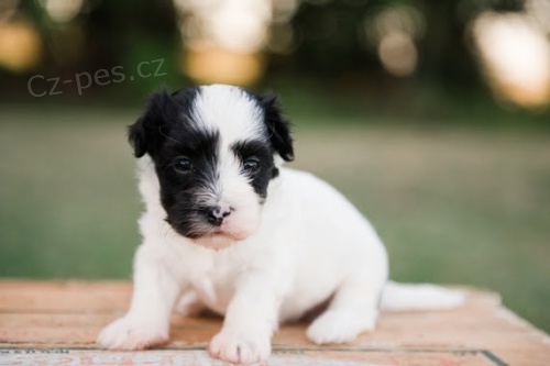 Prod�m mini havansk� �t���tka.