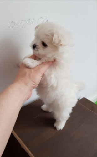 Mini mini maltsk� �t���tka na prodej.