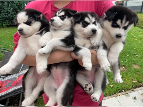 Sibi�sk� husky �t��ata s PP