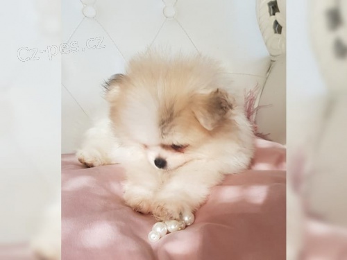 Pomeranian �pic �t��ata