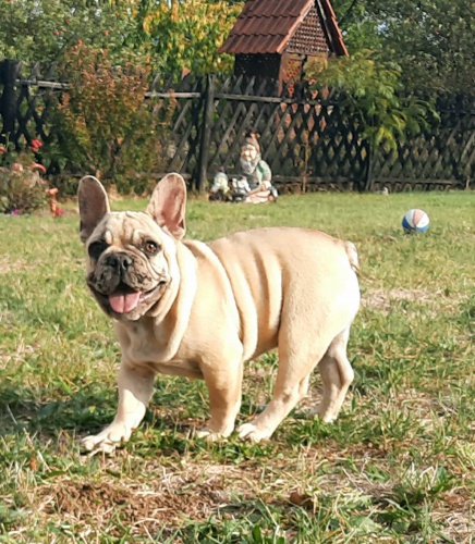 Francouzsk� buldo�ek