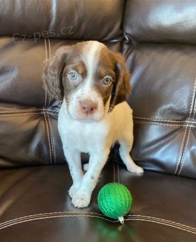 �t��ata Anglick� setr pro dobr� domov