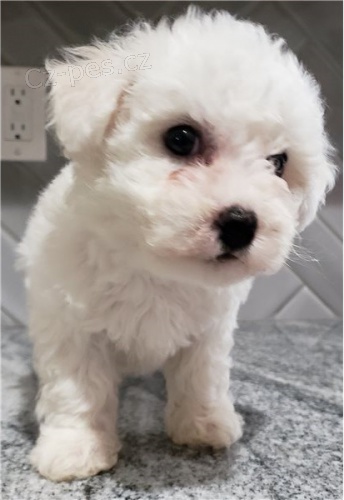 Bi�onek �t�n�