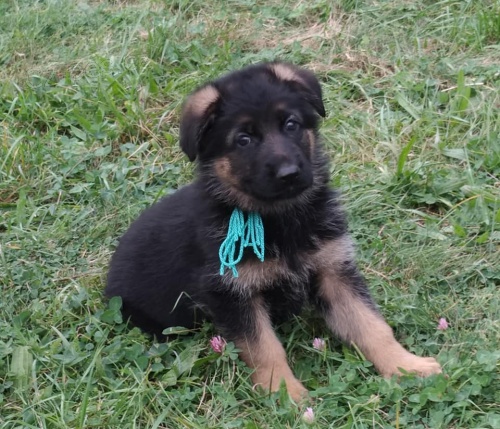 N�meck� ov��k �t��ata s PP