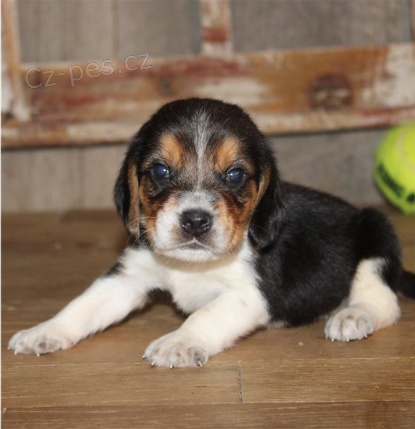 Beagle �t���tka jsou p�ipravena poznat nov� rodiny.