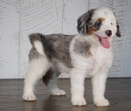 �t���tka Bernedoodle jsou p�ipravena k adopci