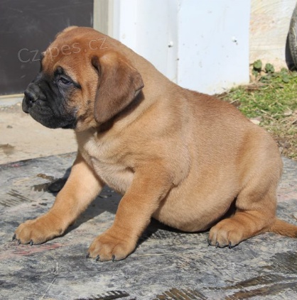 �t��ata Bullmastiffa jsou p�ipravena k adopci