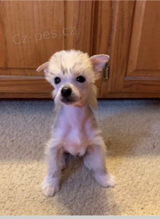 ��nsk� chocholat� �t��ata jsou p�ipravena na adopci a nov� rodiny.