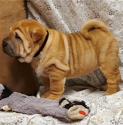 Shar-Pei jsou p�ipraveni k adopci.