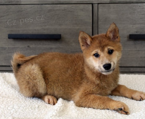 Shiba-Inu jsou p�ipraveni k adopci.