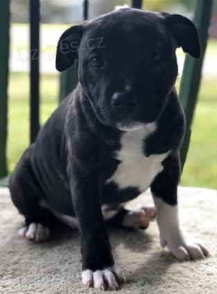 �t��ata staford��rsk�ho teri�ra jsou p�ipravena na nov� rodiny.